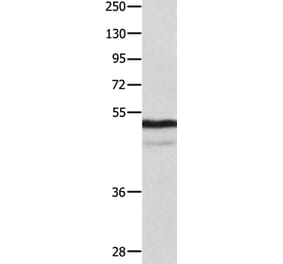 NAP1L1 Antibody from Signalway Antibody (35831) - Antibodies.com