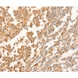 Immunohistochemistry - NAP1L1 Antibody from Signalway Antibody (35831) - Antibodies.com