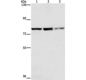 NFE2L1 Antibody from Signalway Antibody (35844) - Antibodies.com