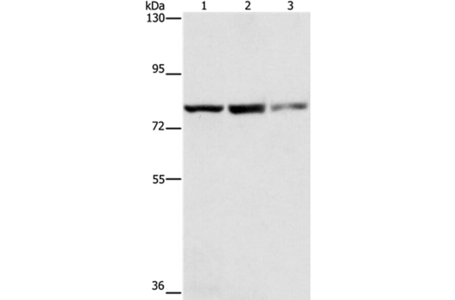 NFE2L1 Antibody from Signalway Antibody (35844) - Antibodies.com