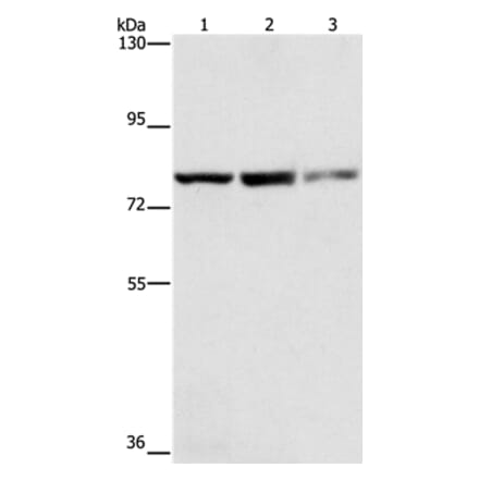 NFE2L1 Antibody from Signalway Antibody (35844) - Antibodies.com