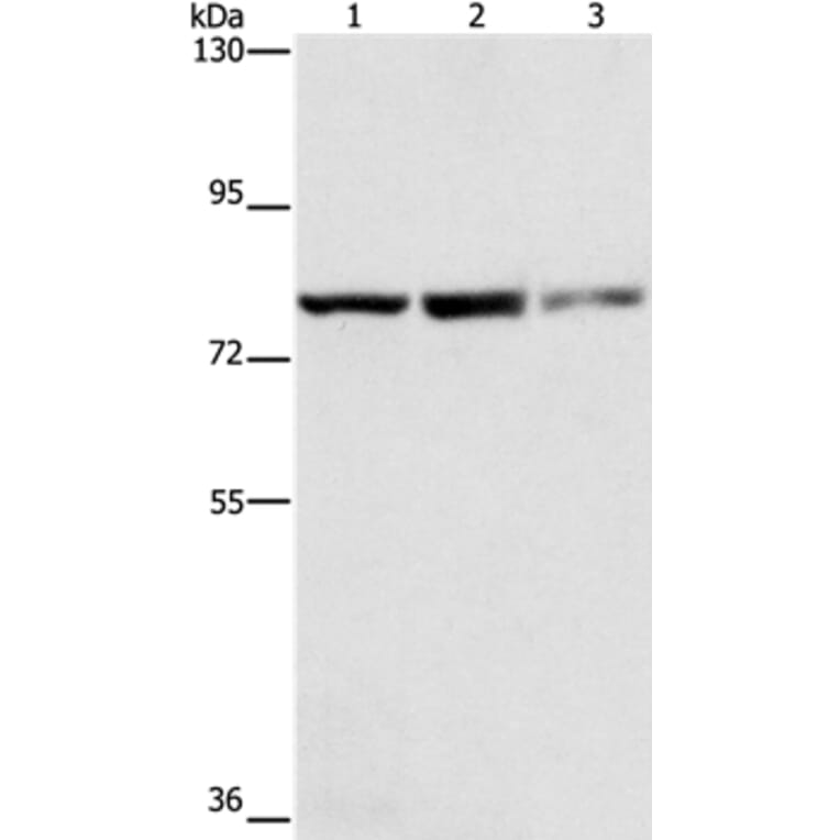 NFE2L1 Antibody from Signalway Antibody (35844) - Antibodies.com