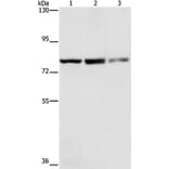 NFE2L1 Antibody from Signalway Antibody (35844) - Antibodies.com