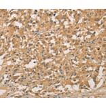 Immunohistochemistry - NFE2L1 Antibody from Signalway Antibody (35844) - Antibodies.com