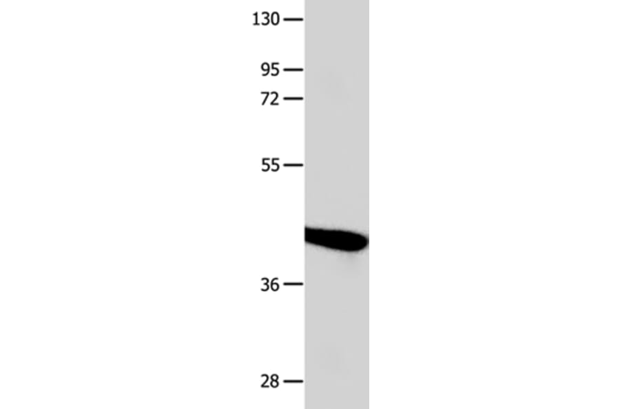 POU2F2 Antibody from Signalway Antibody (35852) - Antibodies.com