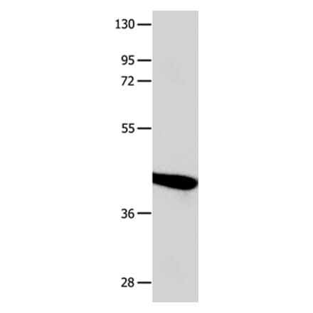 POU2F2 Antibody from Signalway Antibody (35852) - Antibodies.com