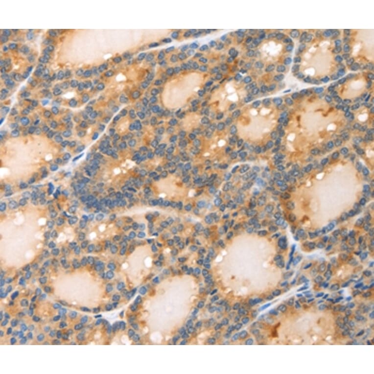 Immunohistochemistry - POU2F2 Antibody from Signalway Antibody (35852) - Antibodies.com