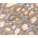 Immunohistochemistry - POU2F2 Antibody from Signalway Antibody (35852) - Antibodies.com