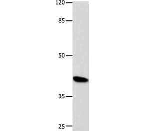 POU5F1 Antibody from Signalway Antibody (35853) - Antibodies.com