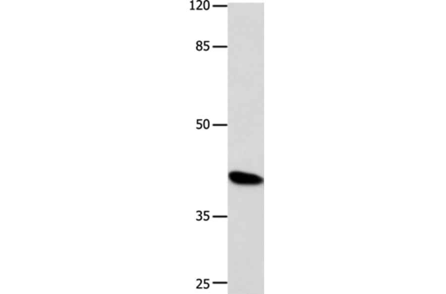 POU5F1 Antibody from Signalway Antibody (35853) - Antibodies.com