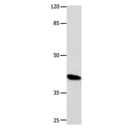 POU5F1 Antibody from Signalway Antibody (35853) - Antibodies.com