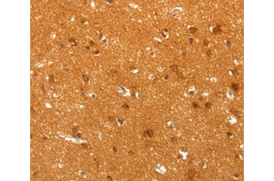 Immunohistochemistry - POU5F1 Antibody from Signalway Antibody (35853) - Antibodies.com