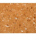 Immunohistochemistry - POU5F1 Antibody from Signalway Antibody (35853) - Antibodies.com
