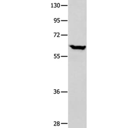 DNAJC7 Antibody from Signalway Antibody (35858) - Antibodies.com