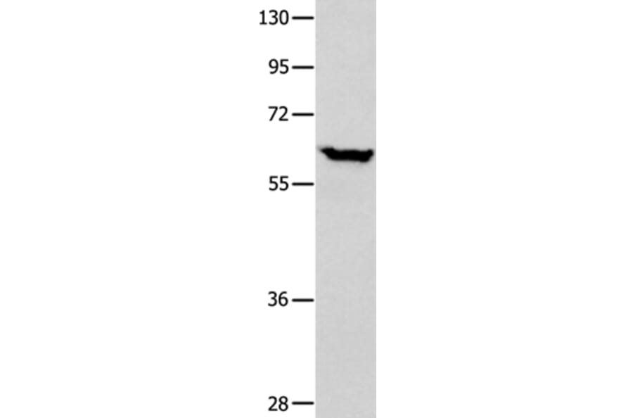 DNAJC7 Antibody from Signalway Antibody (35858) - Antibodies.com