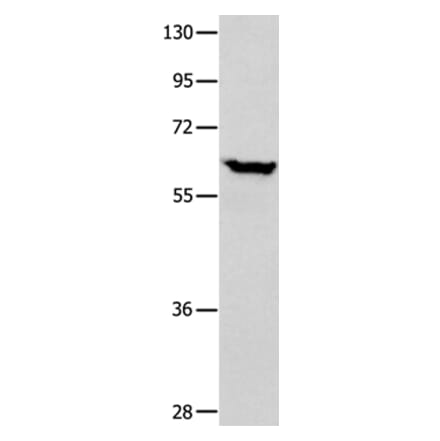 DNAJC7 Antibody from Signalway Antibody (35858) - Antibodies.com
