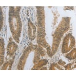 Immunohistochemistry - DNAJC7 Antibody from Signalway Antibody (35858) - Antibodies.com