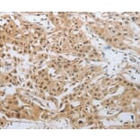 Immunohistochemistry - DNAJC7 Antibody from Signalway Antibody (35858) - Antibodies.com