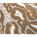 Immunohistochemistry - PTP4A2 Antibody from Signalway Antibody (35892) - Antibodies.com