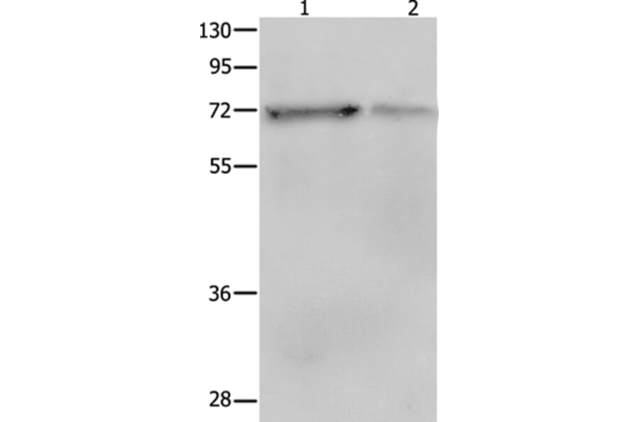 PTPN11 Antibody from Signalway Antibody (35913) - Antibodies.com