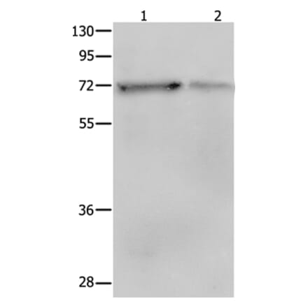 PTPN11 Antibody from Signalway Antibody (35913) - Antibodies.com