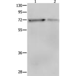 PTPN11 Antibody from Signalway Antibody (35913) - Antibodies.com
