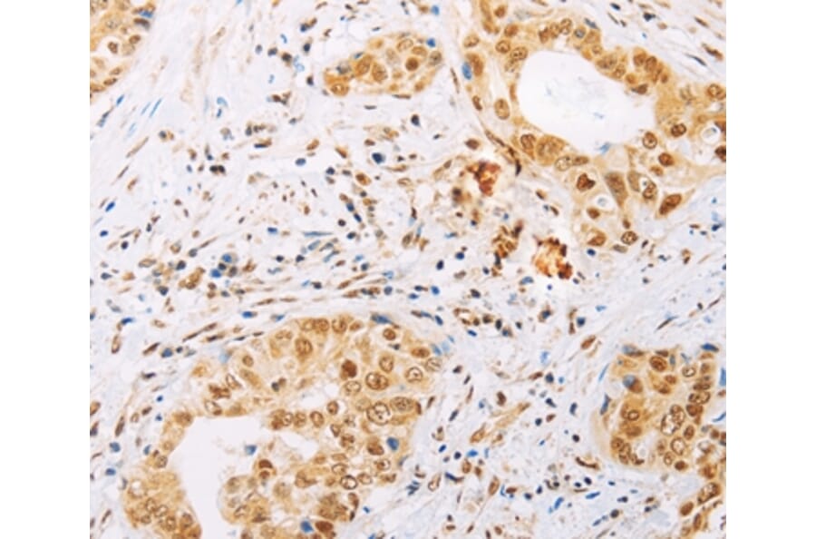 Immunohistochemistry - SPIN2B Antibody from Signalway Antibody (35931) - Antibodies.com