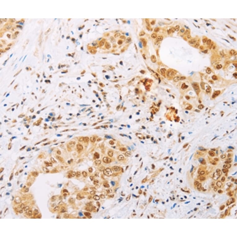 Immunohistochemistry - SPIN2B Antibody from Signalway Antibody (35931) - Antibodies.com