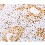 Immunohistochemistry - SPIN2B Antibody from Signalway Antibody (35931) - Antibodies.com