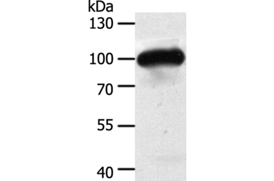 MAP4K3 Antibody from Signalway Antibody (35951) - Antibodies.com