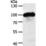 MAP4K3 Antibody from Signalway Antibody (35951) - Antibodies.com