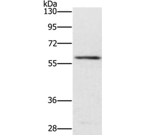 TRAFD1 Antibody from Signalway Antibody (35973) - Antibodies.com