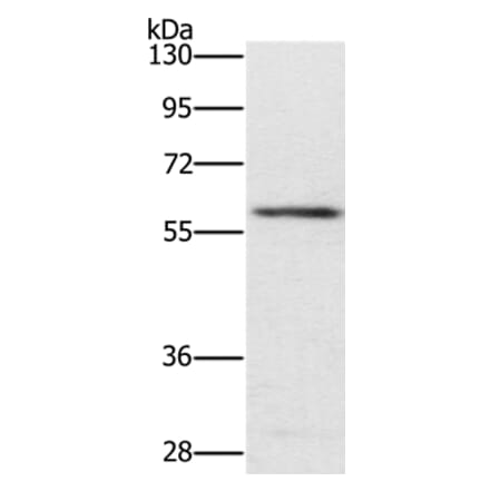 TRAFD1 Antibody from Signalway Antibody (35973) - Antibodies.com