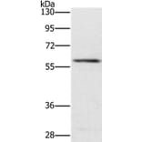 TRAFD1 Antibody from Signalway Antibody (35973) - Antibodies.com