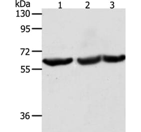 TRIM32 Antibody from Signalway Antibody (35975) - Antibodies.com
