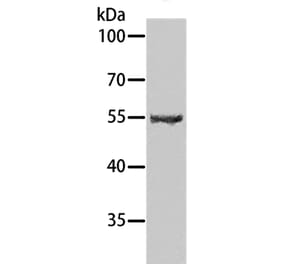 SPATA6 Antibody from Signalway Antibody (35978) - Antibodies.com