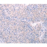 Immunohistochemistry - SPATA6 Antibody from Signalway Antibody (35978) - Antibodies.com