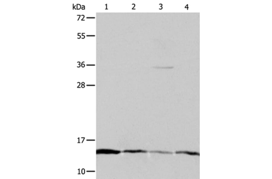 ATPIF1 Antibody from Signalway Antibody (35986) - Antibodies.com