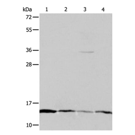 ATPIF1 Antibody from Signalway Antibody (35986) - Antibodies.com