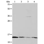 ATPIF1 Antibody from Signalway Antibody (35986) - Antibodies.com