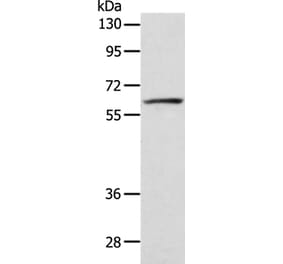 VANGL1 Antibody from Signalway Antibody (35999) - Antibodies.com