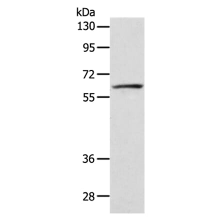 VANGL1 Antibody from Signalway Antibody (35999) - Antibodies.com