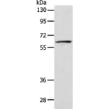 VANGL1 Antibody from Signalway Antibody (35999) - Antibodies.com