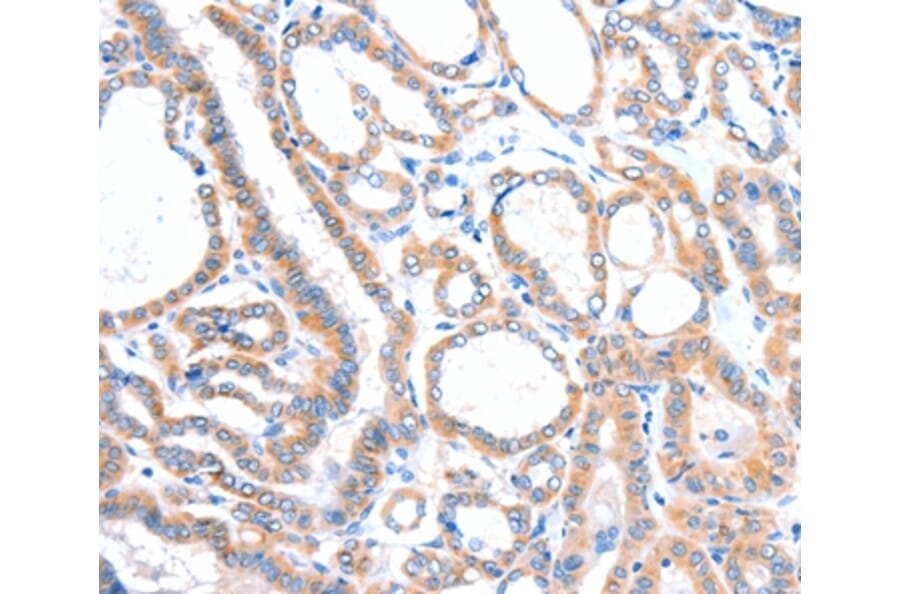 Immunohistochemistry - VANGL1 Antibody from Signalway Antibody (35999) - Antibodies.com