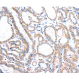 Immunohistochemistry - VANGL1 Antibody from Signalway Antibody (35999) - Antibodies.com