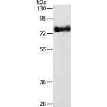 ABLIM1 Antibody from Signalway Antibody (36011) - Antibodies.com