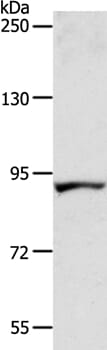 Gel: 8% SDS-PAGE Lysates (from left to right): Human fetal liver tissue Amount of lysate: 40ug per lane Primary antibody: 1/300 dilution Secondary antibody dilution: 1/8000 Exposure time: 1 minute