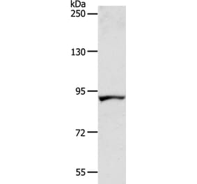 ACAD11 Antibody from Signalway Antibody (36016) - Antibodies.com