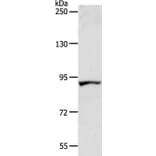 ACAD11 Antibody from Signalway Antibody (36016) - Antibodies.com