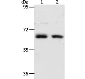 ACOT11 Antibody from Signalway Antibody (36020) - Antibodies.com